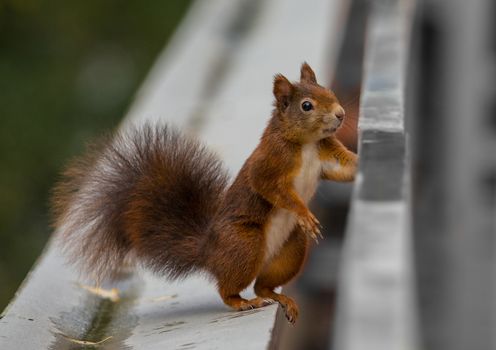 A young squirrel sitting on a balcony looking for food