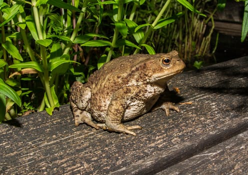 A toad looking very interested at asmall pond