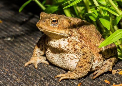 A toad looking very interested at asmall pond