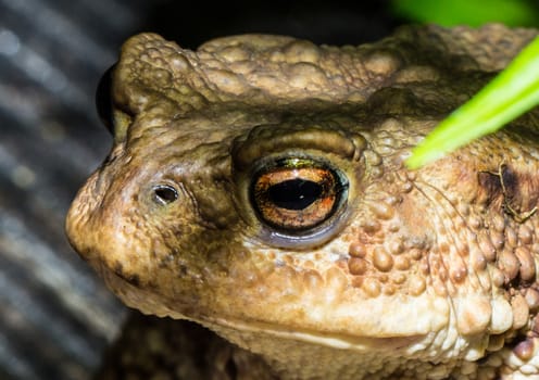 A toad looking very interested at asmall pond