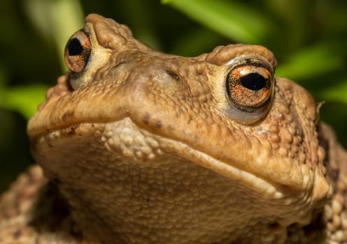 A toad looking very interested at asmall pond
