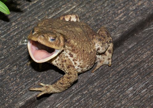 A toad looking very interested at asmall pond