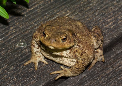 A toad looking very interested at asmall pond
