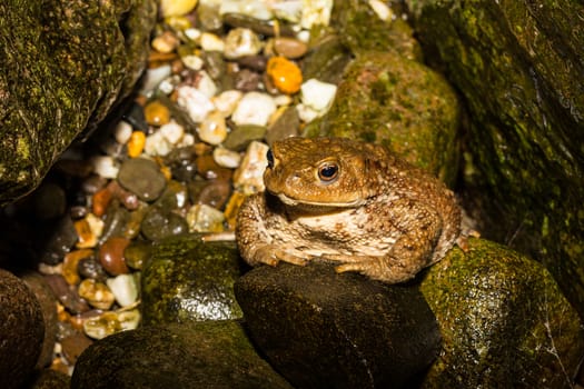 A toad looking very interested at asmall pond