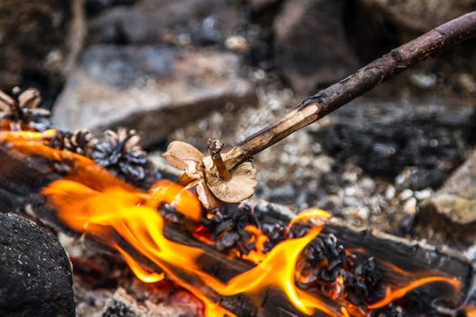 A campfire in the wilderness of north Finland