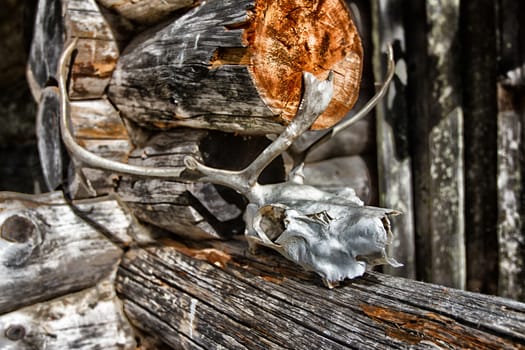 An old reindeer skull in front of a wooden house