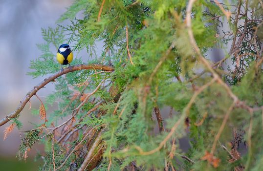 Great tit, Parus major on morning brunch