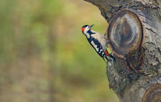 Male great spotted woodpecker (Dendrocopos major) on tree brunch