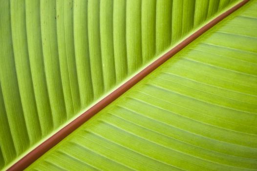 Detail of leaf of Banana tree, Musa acuminata