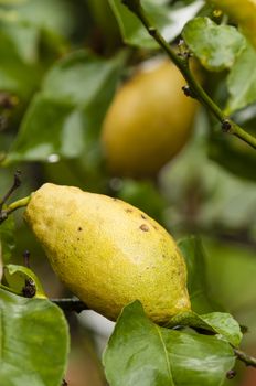 lemon fruits on tree, small evergreen tree native to Asia, Citrus limon
