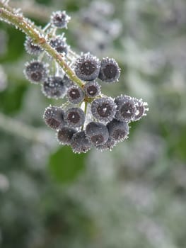 Plant under the ice, berries under snow,close.Blurred background
