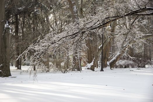 park. Frozen tree branch in winter ice.