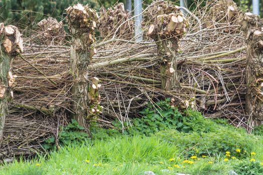 Homemade Nature Fence from Material wicker 
