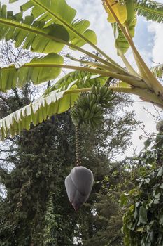 Banana tree with a big flower bud