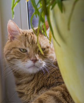 big red cat hiding behind a flower on the window sill close up