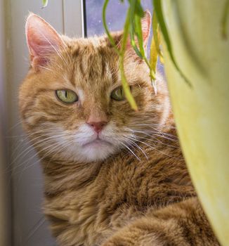 big red cat hiding behind a flower on the window sill close up