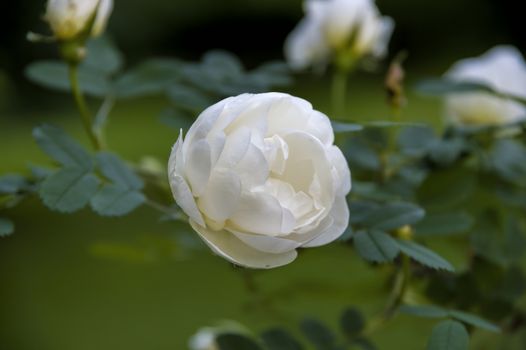 blooming white wild rose on a background of green bush close up