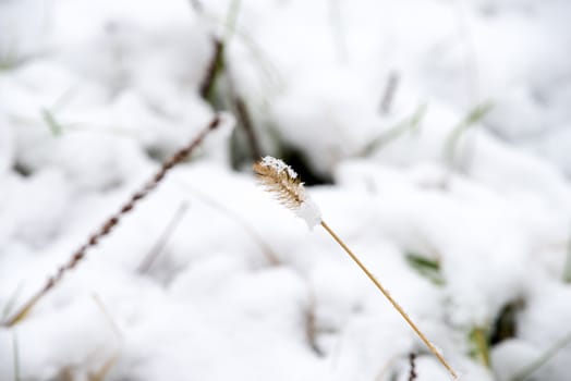 fresh grass under the snow, green grass under the first snow