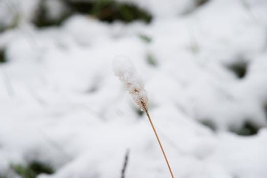 fresh grass under the snow, green grass under the first snow