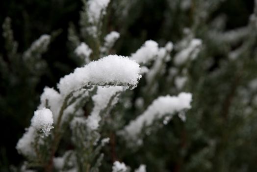 branch under heavy snow