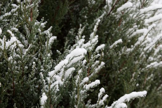 branch under heavy snow