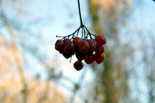 Bunch of small red berries on a blurred background