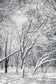 Black and white snow covered winter trees, blue sky at background