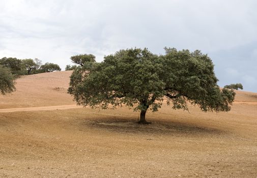 olive tree on golden brown land Alentejo Portugal
