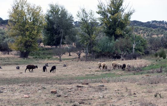 sheep and goats on farmland Portugal