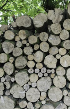 background stack of pile wood in the forest