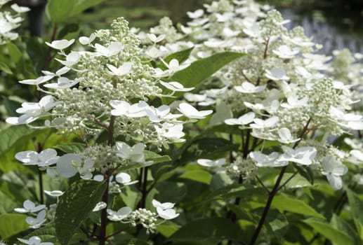 detail of white hydrangea hortensi flower in garden outdoor