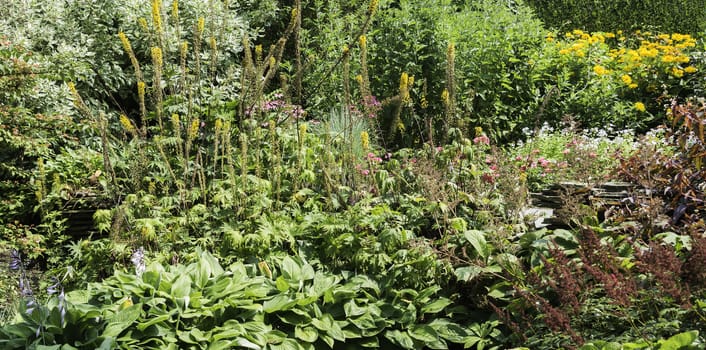 english garden with wild flowers in yellow pink and red