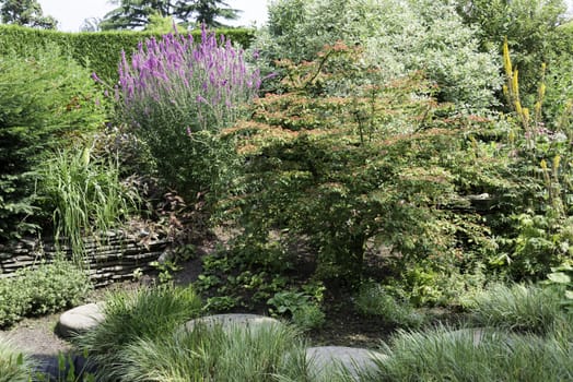 wild pink purple yellow and other plants and flowers in big garden


