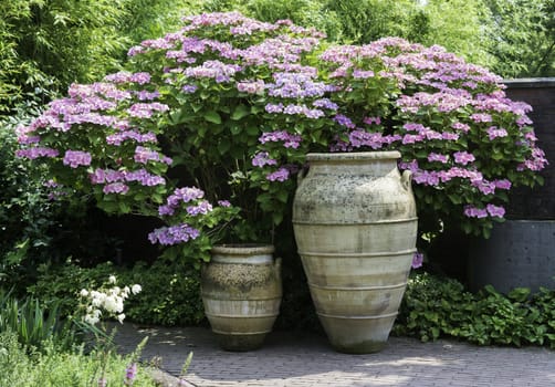 big brown clay vases with pink and rose hydrangea hortensia background
