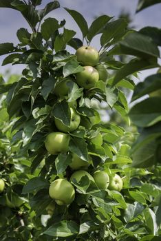 green apples on tree in garden in holland in July