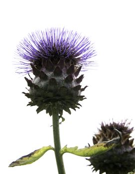flowering ppurple and green artichoke on white background