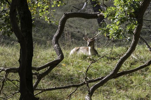 young fallow deer in the wild nature in amsterdam waterleiding duingebied area in Holland