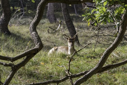 young fallow deer in the wild nature in amsterdam waterleiding duingebied area in Holland