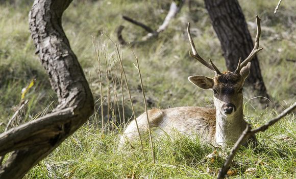 young fallow deer in the wild nature in amsterdam waterleiding duingebied area in Holland