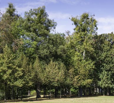 park with start of autumn with trees getting from green to brown and gold 