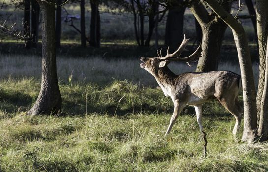 belling fallow deer in nature in forest in Holland ADW nature area