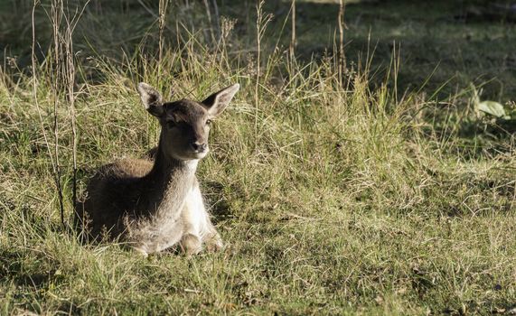 young fallow deer in the wild nature in amsterdam waterleiding duingebied area in Holland