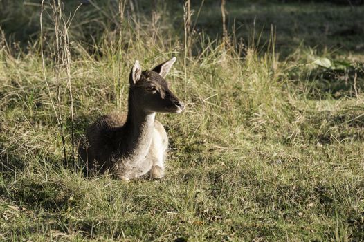 young fallow deer in the wild nature in amsterdam waterleiding duingebied area in Holland
