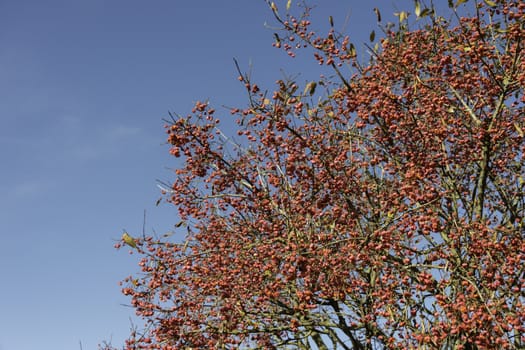 euonymus celastraceae flowering in october in the dutch dunes