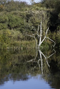 tree in autumn colors with reflection in the blue water 