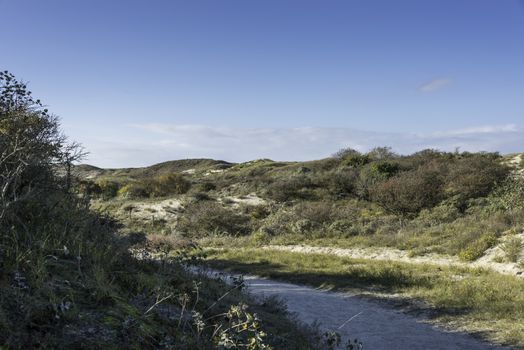 dunes and grasses in nature in the dutch landscape