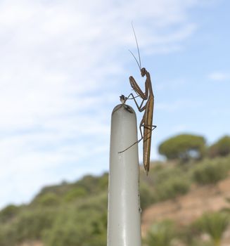 wild praying mantis in portugal