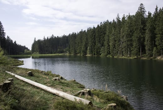 lake and green spine trees in the harz nature area germany