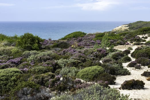 plants grasses flowers and erica at the portugal west coast with the ocean as background