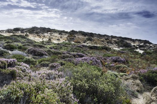 grass and erica plants in the dunes with blue sky and nice clouds in portiugal